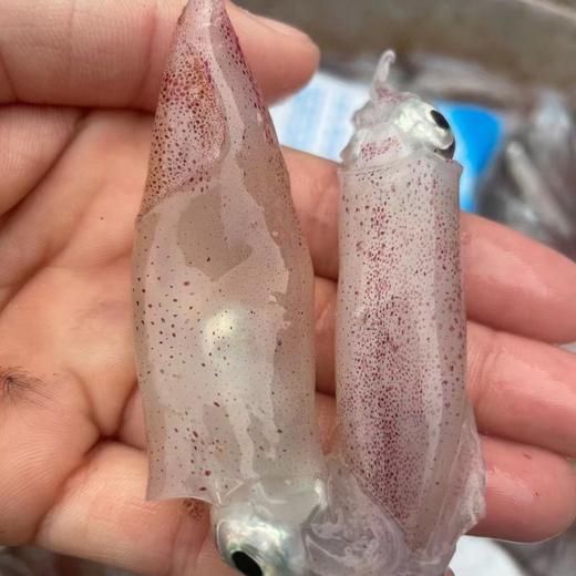 【直发】灯管小鱿鱼 商品图2