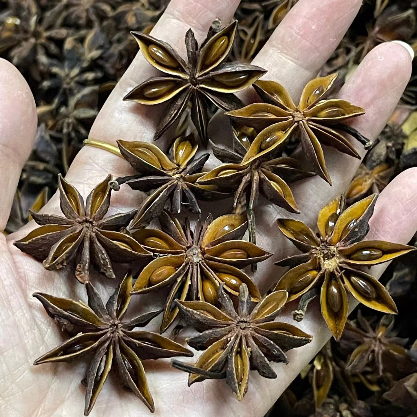 广西野生不提炼八角  自然晾晒 无硫 不提炼  香气浓郁  营养丰富 厨房必备调味料！