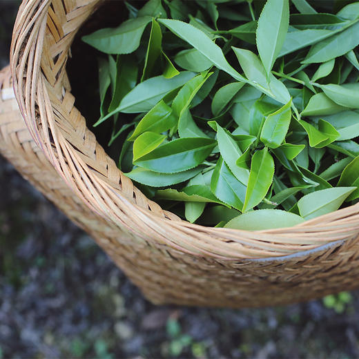 2022漳平水仙炭焙款 8包 70g 商品图1