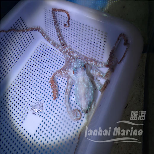 霞红八爪鱼 商品图3