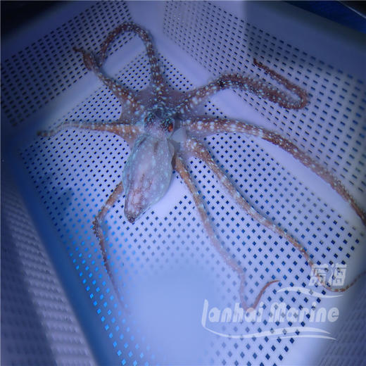 霞红八爪鱼 商品图4