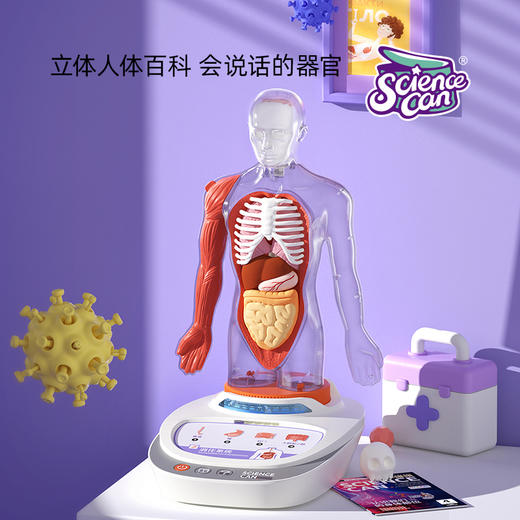 【立体人体百科 会说话的“身体”】可拆卸组装的人体解剖模型器官  我们的身体百科教具 人体结构知识初启蒙 商品图0