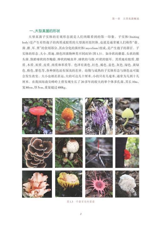 浙江大学校园大型真菌图谱/浙江大学出版社/朱旭芬/林文飞/霍颖异 商品图4