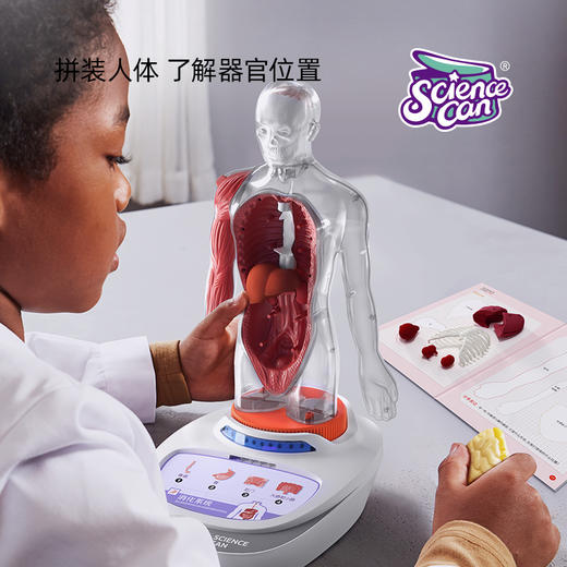 【立体人体百科 会说话的“身体”】可拆卸组装的人体解剖模型器官  我们的身体百科教具 人体结构知识初启蒙 商品图6
