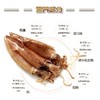 【直发】灯管小鱿鱼 商品缩略图4