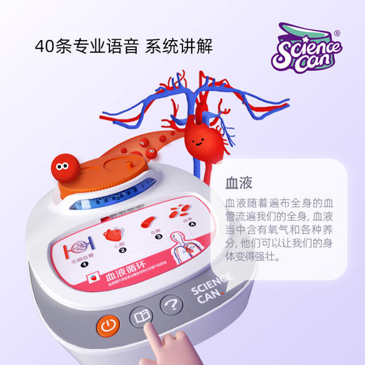 【立体人体百科 会说话的“身体”】可拆卸组装的人体解剖模型器官  我们的身体百科教具 人体结构知识初启蒙 商品图4