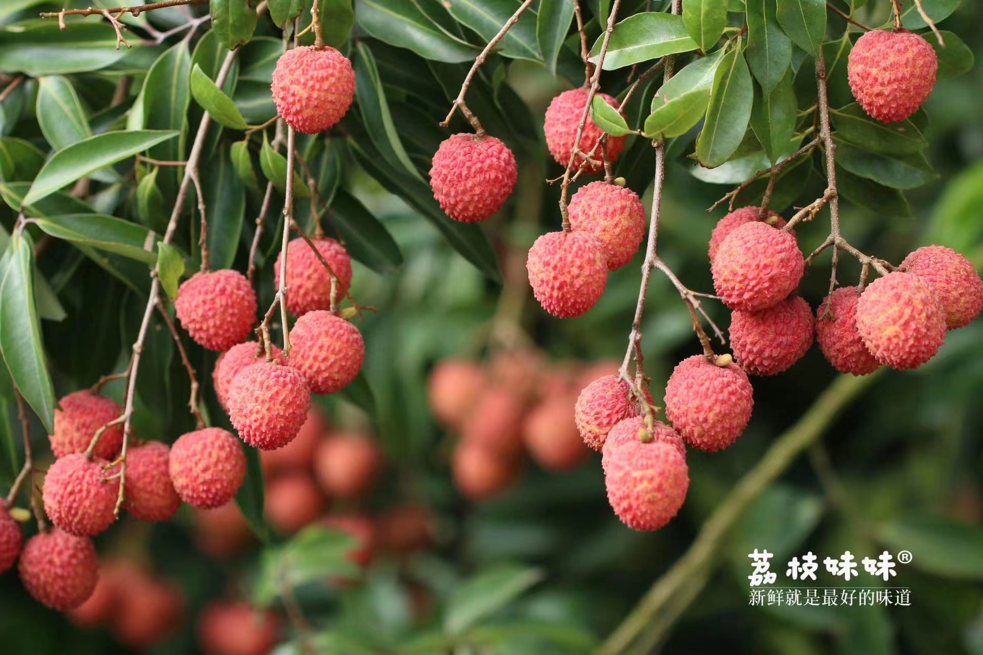 婉如老树桂味荔枝40年老树果不泡药水冰水更爽脆香甜淡淡桂花香甜度