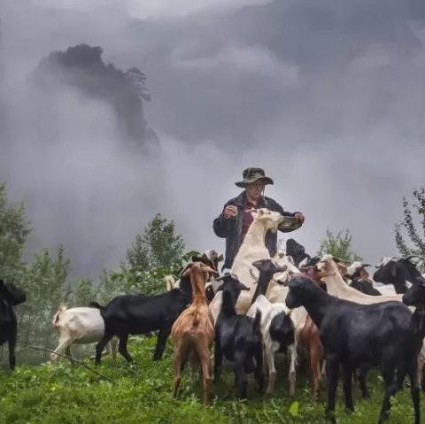 产地直发，纯正「桃花源」土蜂蜜礼盒装，国家扶贫项目，珍贵特级原生态米仓山西乡农村合作社 商品图4