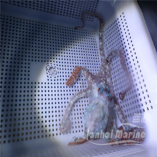 霞红八爪鱼 商品图5