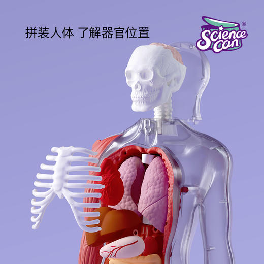 【立体人体百科 会说话的“身体”】可拆卸组装的人体解剖模型器官  我们的身体百科教具 人体结构知识初启蒙 商品图2