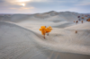 【穿越大沙漠】 喀什+帕米尔高原+塔克拉玛干沙漠+金秋胡杨林行摄 商品缩略图0
