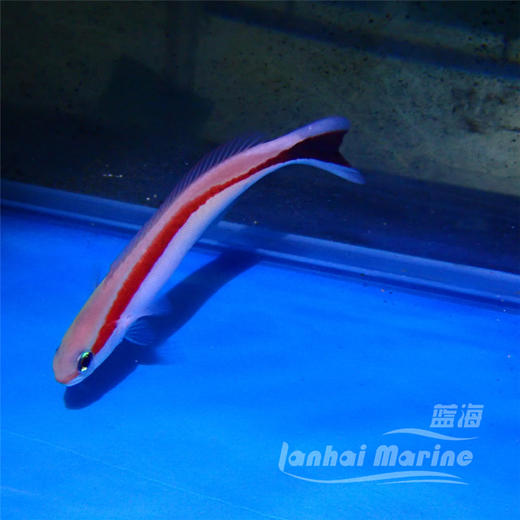 红白鸳鸯 商品图2