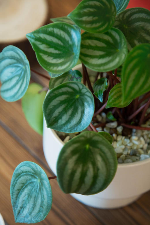 白瓷盆-西瓜皮椒草 商品图1