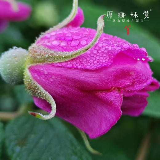 有机玫瑰纯露（成都仓库-顺丰快递） | 200ml，来自四川西充，生产者：玫澜有机【合作生产，公平贸易】 商品图10