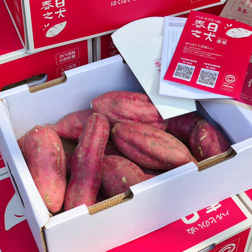 【各方面都优秀】春日之犬番薯，有授权日本“鸣门金时”原种引入的地瓜红薯，未经过任何改良处理的地瓜！ 商品图6