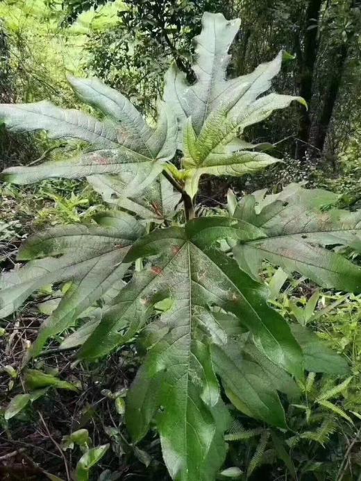 野生五指毛桃 商品图1