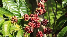 亚洲咖啡产区——越南