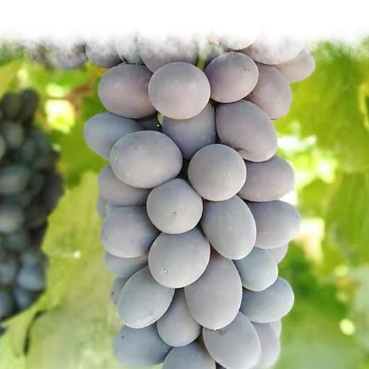 新疆哈密有机葡萄干 白/蓝/紫葡萄干 2罐装 商品图8