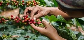 亚洲咖啡产区——巴布亚新几内亚