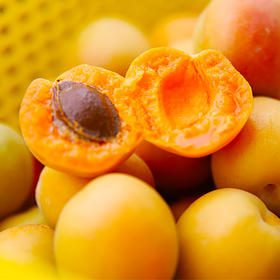 新疆小红杏  2斤/4斤