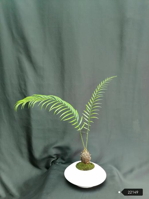 白飞碟盆—苏铁 商品图0