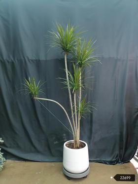 斑点白盆—千年木