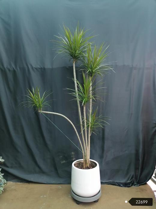 斑点白盆—千年木 商品图0