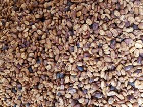 美洲咖啡产区——哥斯达黎加