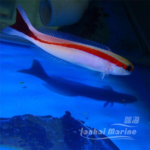 红白鸳鸯 商品图1