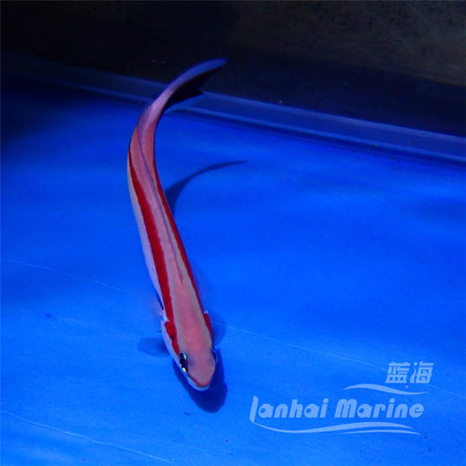 红白鸳鸯 商品图4