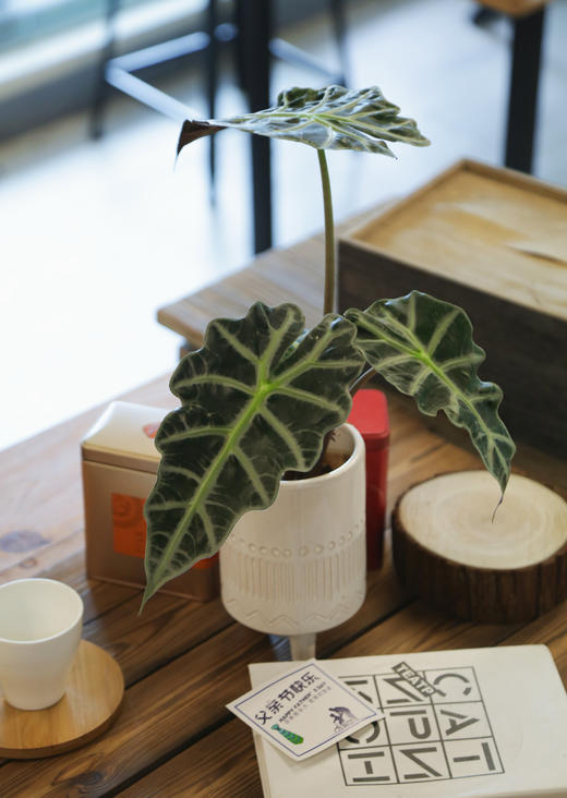 三脚圆盆大仙女 商品图1