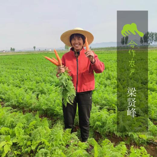 生态河南洋葱 | 合作生产* Eco- onion | Coproduction 商品图1