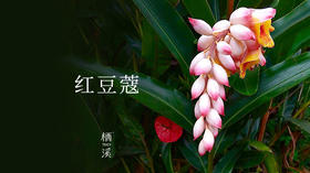 红豆蔻——肠断月明红豆蔻，月似当时，人似当时否？| 植物小课堂012