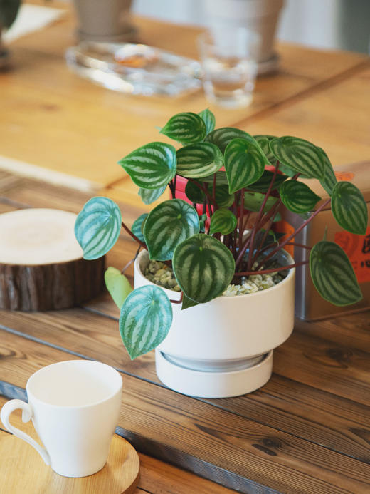 白瓷盆-西瓜皮椒草 商品图0