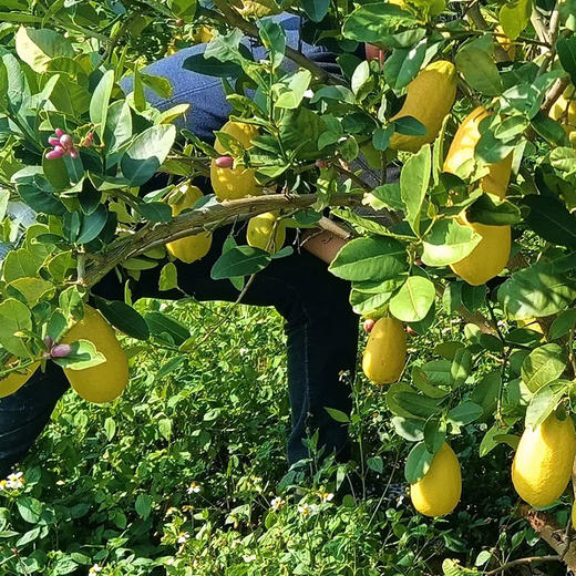 无籽有机香水柠檬4斤装青柠黄柠随机发皮薄多汁包邮 商品图4