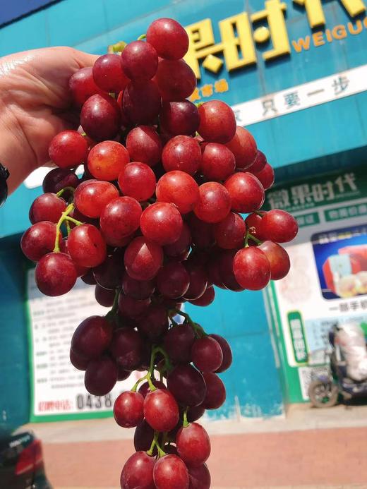 红芭拉多葡萄2斤（拼团） 商品图1