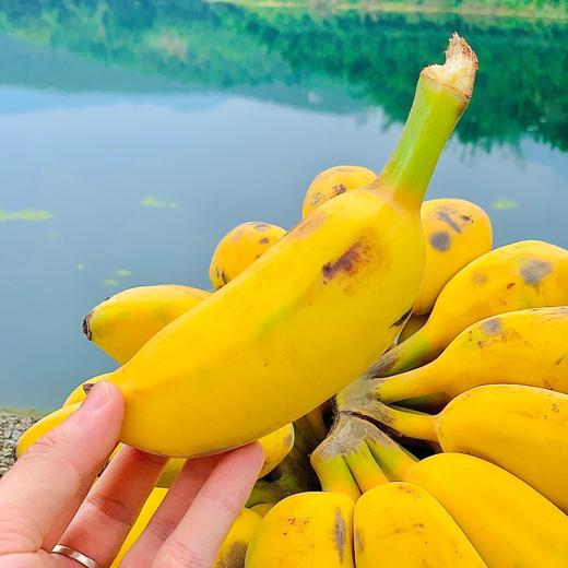 【每日食养】原生态苹果蕉香蕉  4.5-5斤 商品图2