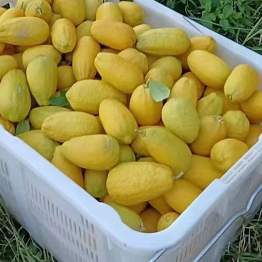 无籽有机香水柠檬4斤装青柠黄柠随机发皮薄多汁包邮 商品图2