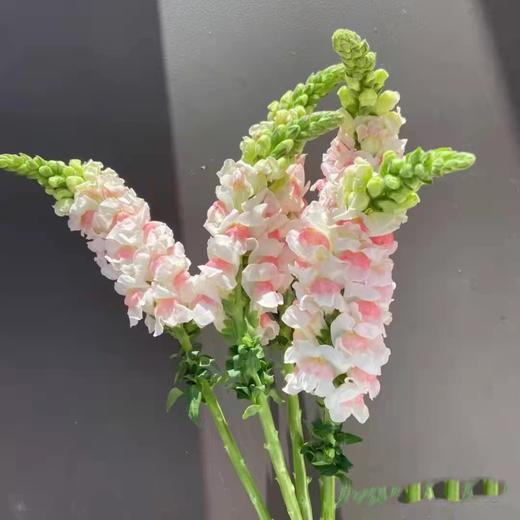 金鱼花（五枝） 商品图0