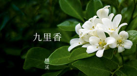 九里香——花白香浓飘九里，全身是宝疗胃疾|植物小课堂011
