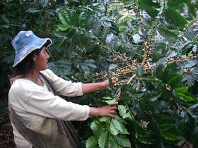 美洲咖啡产区——玻利维亚