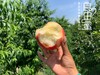 秦岭高山水蜜桃 4.5-5斤 商品缩略图0