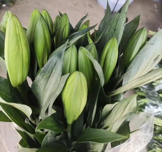 百合·木门 商品图0