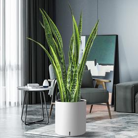 最适合懒人养的植物-虎皮兰