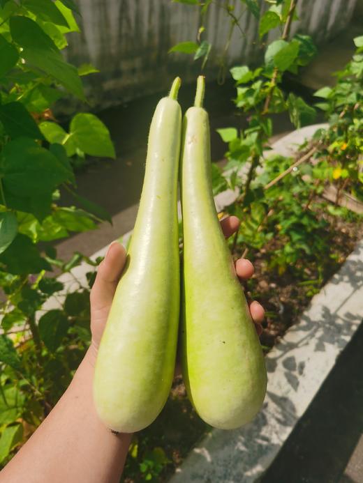 本地长瓠子农户胡明秀约400500g份