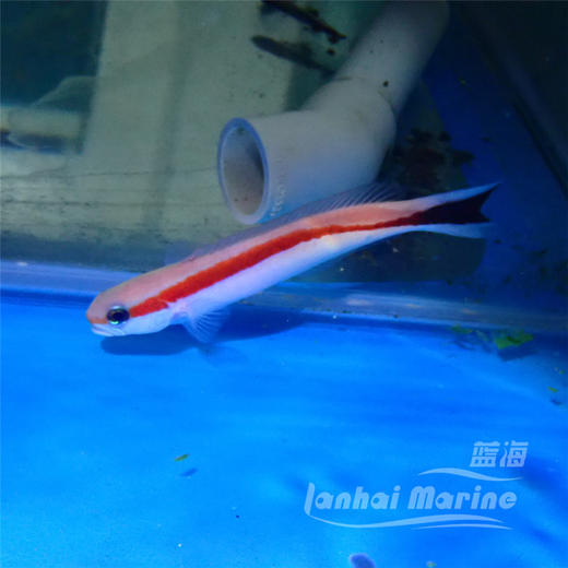 红白鸳鸯 商品图6