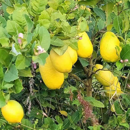 无籽有机香水柠檬4斤装青柠黄柠随机发皮薄多汁包邮 商品图10