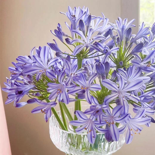 爱情花百子莲10支 商品图2