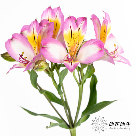 配花 | 六出花紫边 商品图4