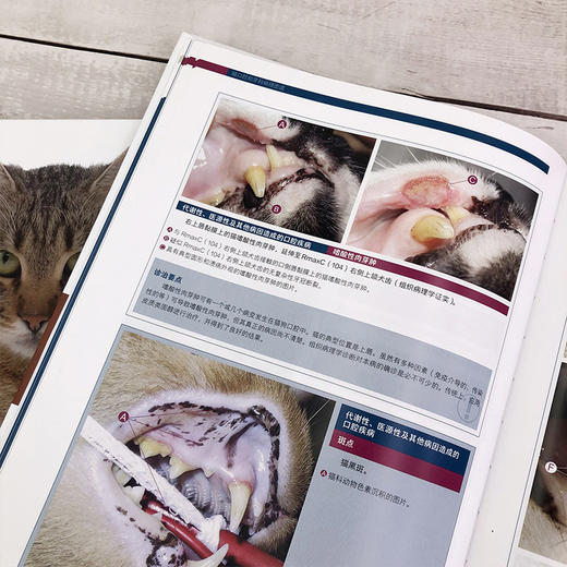 (仓发) 猫口腔和牙科病理图谱/化学工业出版社/[西]哈维尔·科拉多斯·索托（Javier,Collados,Soto）　/9787122381576 商品图9